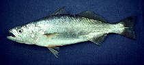 Image of Cynoscion analis (Peruvian weakfish)