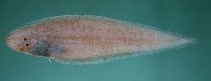 Image of Cynoglossus arel (Largescale tonguesole)