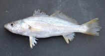 To FishBase images (<i>Cynoscion arenarius</i>, by NOAA\NMFS\Mississippi Laboratory)