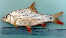 Image of Cyclocheilichthys armatus 