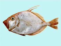 Image of Cyttus australis (Silver dory)