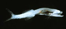 To FishBase images (<i>Cyclothone braueri</i>, Italy, by Costa, F.)