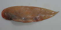 To FishBase images (<i>Cynoglossus broadhursti</i>, Australia, by Dowling, C.)