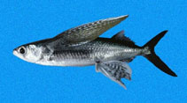 Image of Cypselurus callopterus (Ornamented flyingfish)
