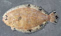To FishBase images (<i>Cyclopsetta chittendeni</i>, by NOAA\NMFS\Mississippi Laboratory)