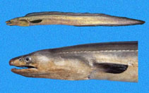 Image of Cynoponticus coniceps (Red pike conger)