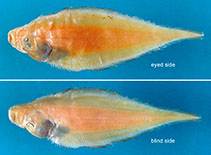 To FishBase images (<i>Cynoglossus crepida</i>, Israel, by Golani, D.)