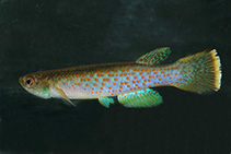 To FishBase images (<i>Cynodonichthys elegans</i>, Colombia, by Vermeulen, F.)
