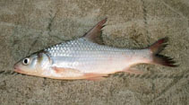 To FishBase images (<i>Cyclocheilichthys enoplos</i>, Thailand, by Jean-Francois Helias / Fishing Adventures Thailand)