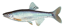 To FishBase images (<i>Cyprinella gibbsi</i>, USA, by Burkhead, N.)