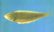 To FishBase images (<i>Cynoglossus gracilis</i>, by CAFS)