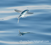 To FishBase images (<i>Cypselurus hexazona</i>, Thailand, by Hansasuta, C.)