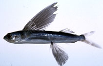 To FishBase images (<i>Cypselurus hiraii</i>, Japan, by Suzuki, T.)