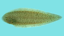 To FishBase images (<i>Cynoglossus itinus</i>, Viet Nam, by Winterbottom, R.)