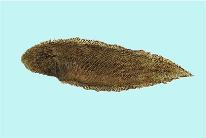 Image of Cynoglossus lida (Roughscale tonguesole)