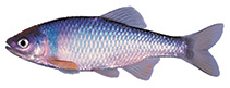 Image of Cyprinella lutrensis (Red shiner)