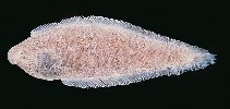 To FishBase images (<i>Cynoglossus macrostomus</i>, India, by Randall, J.E.)