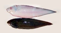 To FishBase images (<i>Cynoglossus macrolepidotus</i>, by Aqua Trade International)