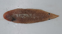To FishBase images (<i>Cynoglossus maccullochi</i>, Australia, by Dowling, C.)
