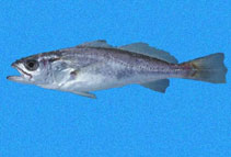 To FishBase images (<i>Cynoscion nannus</i>, El Salvador, by Robertson, R.)