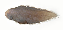 To FishBase images (<i>Cynoglossus nigropinnatus</i>, by Shao, K.T.)