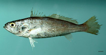 To FishBase images (<i>Cynoscion nothus</i>, by NOAA\NMFS\Mississippi Laboratory)
