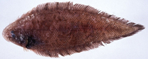 To FishBase images (<i>Cynoglossus ochiaii</i>, Japan, by Kochi University, Lab. Of Marine Biology, Faculty of Science (BSKU))