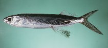Image of Cypselurus oligolepis (Largescale flyingfish)