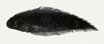 To FishBase images (<i>Cynoglossus oligolepis</i>, by Yang, N.-S.)