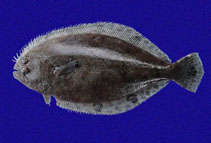 To FishBase images (<i>Cyclopsetta panamensis</i>, Panama, by Robertson, R.)