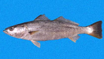 To FishBase images (<i>Cynoscion phoxocephalus</i>, Panama, by Allen, G.R.)