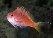To FishBase images (<i>Cyprinocirrhites polyactis</i>, Indonesia, by Greenfield, J.)