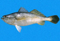 To FishBase images (<i>Cynoscion praedatorius</i>, Panama, by Robertson, R.)