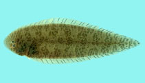 To FishBase images (<i>Cynoglossus puncticeps</i>, Thailand, by Winterbottom, R.)