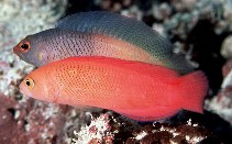 To FishBase images (<i>Cypho purpurascens</i>, Australia, by Randall, J.E.)
