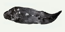 Image of Cynoglossus purpureomaculatus 