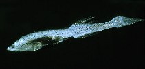 Image of Cyclothone pygmaea 