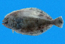 Image of Cyclopsetta querna (Toothed flounder)