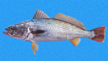 To FishBase images (<i>Cynoscion reticulatus</i>, Panama, by Robertson, R.)