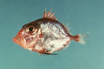 To FishBase images (<i>Cyttopsis roseus</i>, by Flescher, D.)