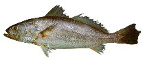 Image of Cynoscion similis (Tonkin weakfish)