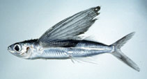 To FishBase images (<i>Cypselurus starksi</i>, Japan, by Suzuki, T.)