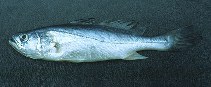 Image of Cynoscion steindachneri (Smalltooth weakfish)