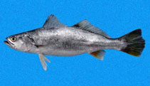 To FishBase images (<i>Cynoscion stolzmanni</i>, Panama, by Robertson, R.)
