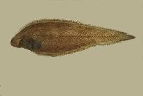 To FishBase images (<i>Cynoglossus suyeni</i>, Chinese Taipei, by Shao, K.T.)