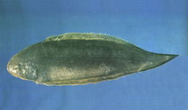 To FishBase images (<i>Cynoglossus trigrammus</i>, by CAFS)