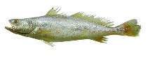 To FishBase images (<i>Cynoscion virescens</i>, by JAMARC)