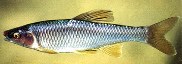 To FishBase images (<i>Cyprinella whipplei</i>, by The Native Fish Conservancy)