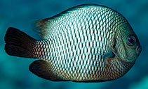 To FishBase images (<i>Dascyllus albisella</i>, Hawaii, by Malaer, P.)