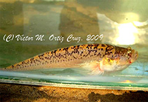 To FishBase images (<i>Dactyloscopus amnis</i>, Mexico, by Ortiz Cruz, V.M.)